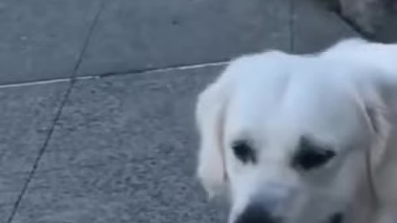 Funny animals fails shorts# cute dog tiktok#funny animals fails# cute animal compilation