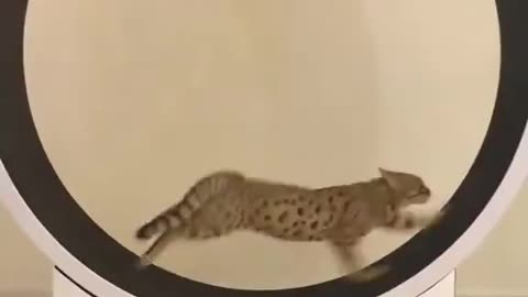 Have you met Jeff? 🤣🤣🤣 Funny cat video 🐱😸😹