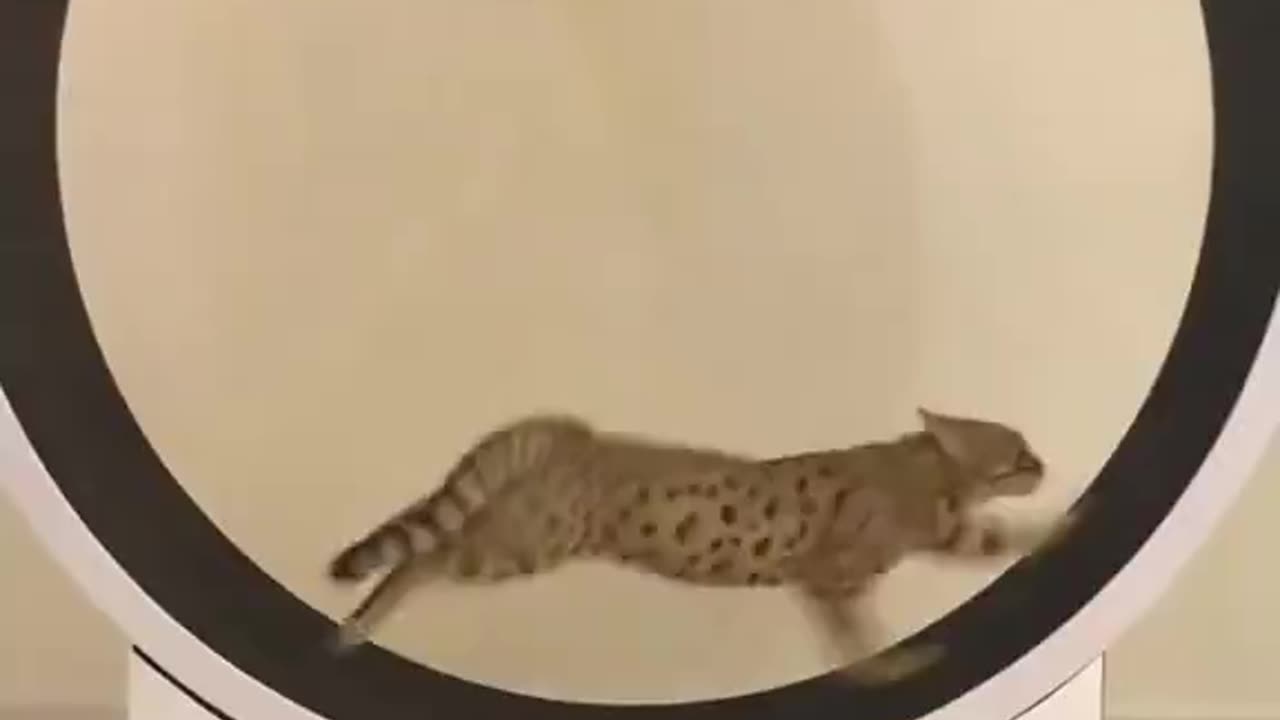 Have you met Jeff? 🤣🤣🤣 Funny cat video 🐱😸😹