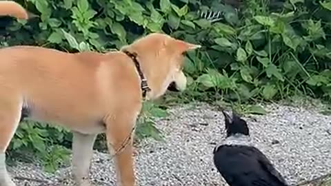 Puppies vs. Crow_ The Ultimate Showdown
