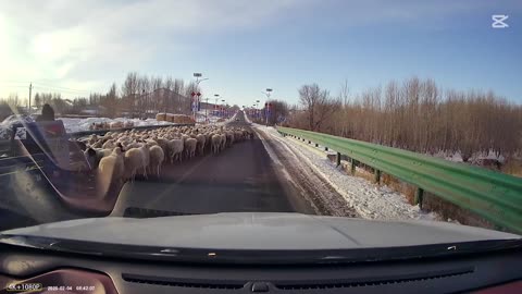 Amazing Sheepdog Herding Skills