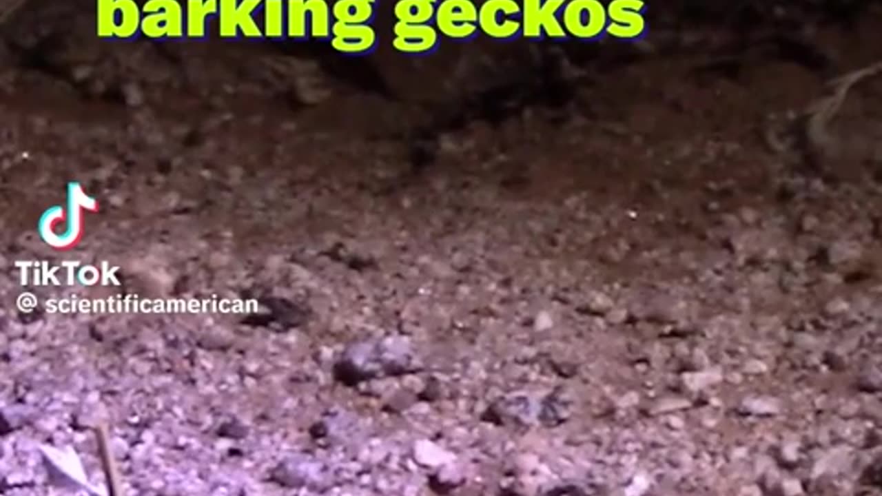 🦎🗣️ The Barking Gecko's Hilarious Sounds! | FunFM