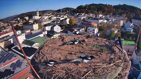 In a strong wind, a flock of 7 magpies gathers at an empty stork's nest 🤗🌪🌪