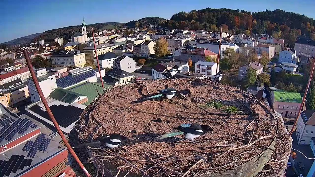 In a strong wind, a flock of 7 magpies gathers at an empty stork's nest 🤗🌪🌪