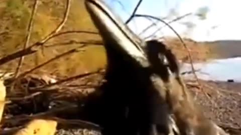 😱 #ghostlytoksa #skinwalker #creepyvideos #haunted #demon #horror #paranormal | TheHauntingHour