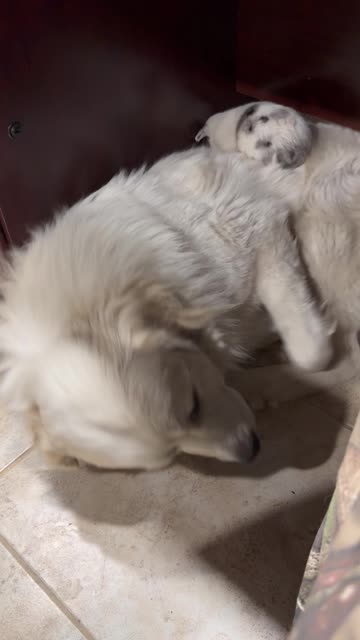 Puppy Puts in Work for a Comfortable Spot to Sleep
