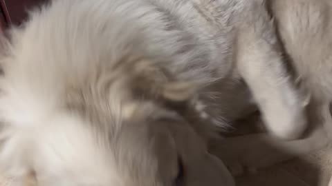 Puppy Puts in Work for a Comfortable Spot to Sleep