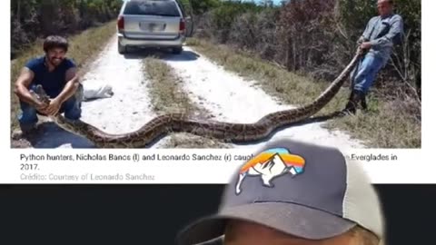 Invasive species snakes