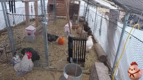 Chicken Live Stream