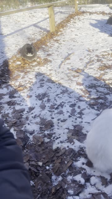 Calm Bunny Crunching Leaves