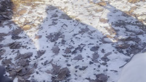 Calm Bunny Crunching Leaves