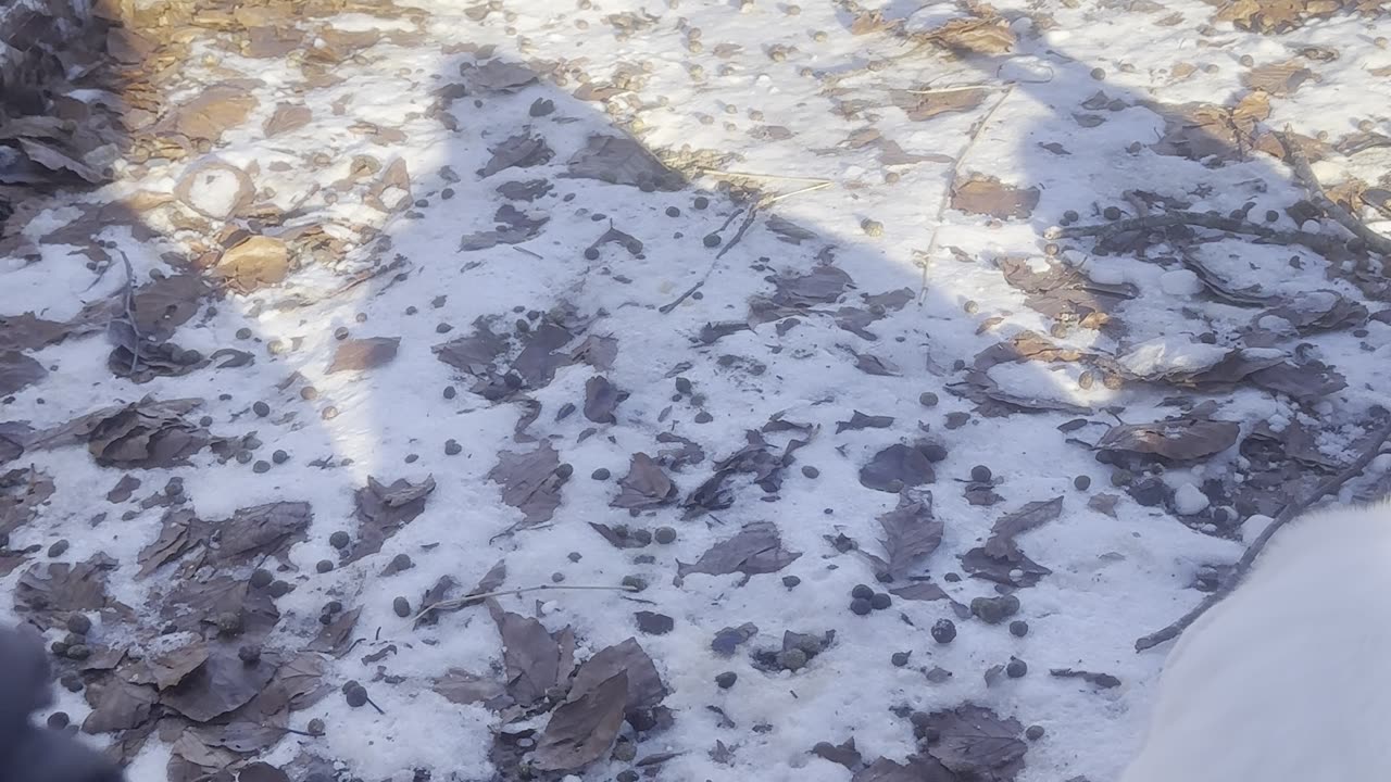 Calm Bunny Crunching Leaves