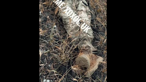 Packs of dead looters from the Kursk region from mine subscribers