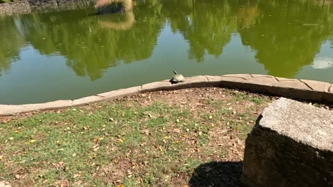 I Talk to Turtles