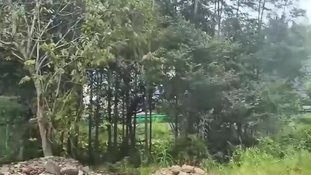 A little bird trying to save its mate