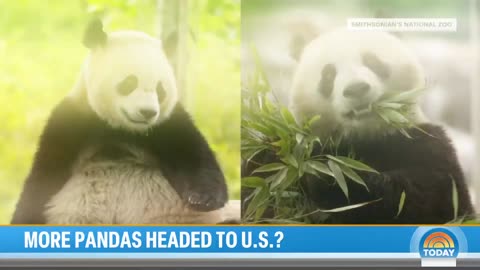 Zoo Atlanta in talks with China to bring back giant pandas