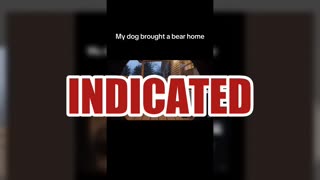 Fact Check: FAKE Ring Doorbell Camera Video Of Dog Bringing A Bear Home Onto Porch -- It's AI