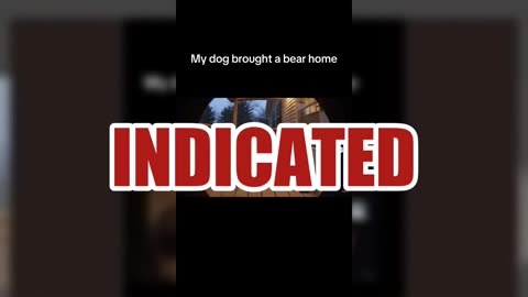 Fact Check: FAKE Ring Doorbell Camera Video Of Dog Bringing A Bear Home Onto Porch -- It's AI