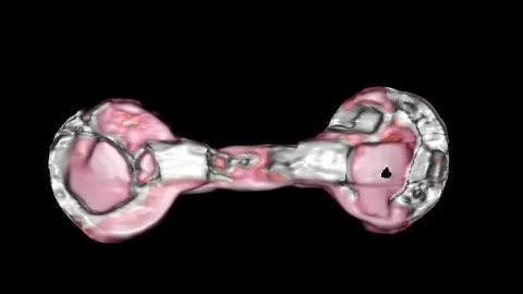 🛸🤯 The 60cm Tridactyl Named Luisa: Unraveling the Mystery of the Chest Implant! | TheTruthAbove