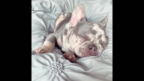 2024 Funniest Cats and Dogs – Hilarious Animal Moments