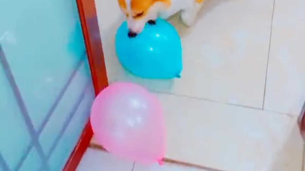 Funny dog video