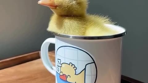 Tiny Chick in a Cup: The Cutest Sight Ever!