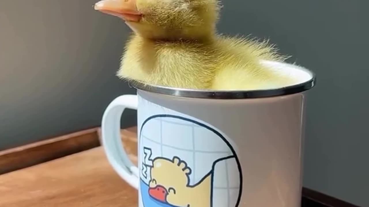 Tiny Chick in a Cup: The Cutest Sight Ever!