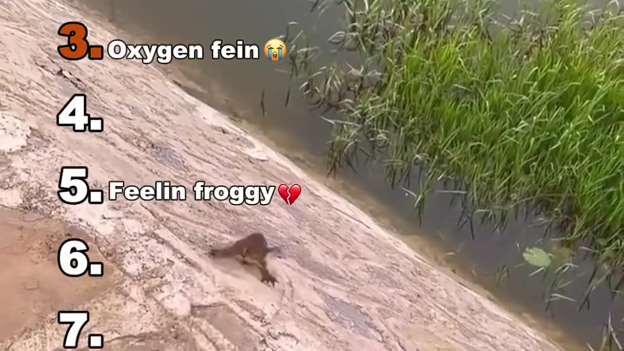 Funny dog cat