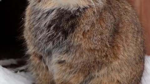 Pallas's cat warms its paws on its tail