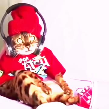 Funny Cat Video 65 - my cat's unique behavior