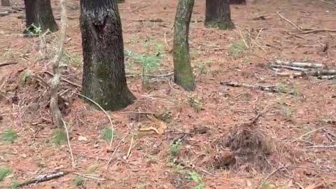 😱👶 The Scariest Baby Crying in the Woods Ever Recorded | TheHauntingHour