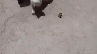 Dog's Comedy Videos 🤣 so cute videos 😍 funny videos in puppies comedy scenes 😂