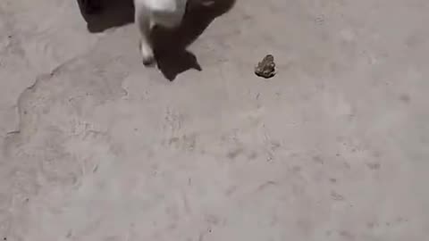 Dog's Comedy Videos 🤣 so cute videos 😍 funny videos in puppies comedy scenes 😂
