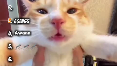Ranking Legendary Cat Sound