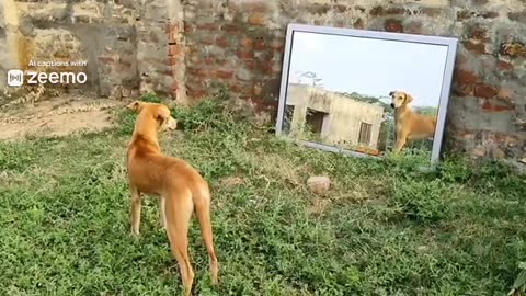 Prank video 2 |||| Dog prank mirror 🪞🪞🪞 🐕🐕🐕🐕🐕 Funny video