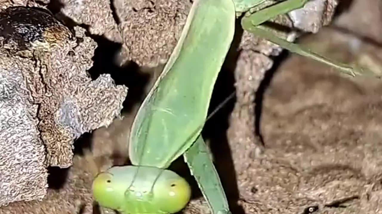 The Deadly Battles of the Praying Mantis – Nature’s Silent Warrior!