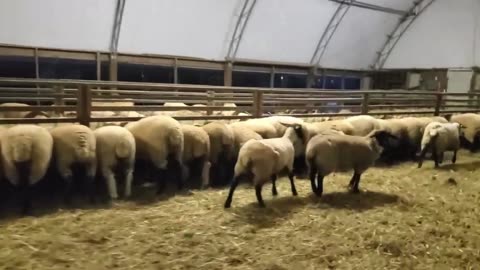 Night on the Farm – Feeding the Sheep After Dark! 🐑