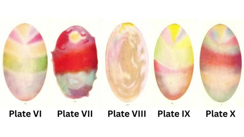 C.W. Leadbeater - Man Visible and Invisible