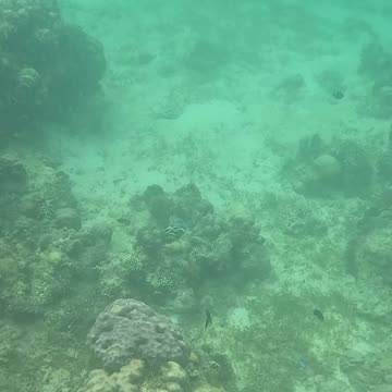 Afternoon Snorkeling