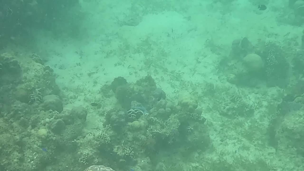 Afternoon Snorkeling