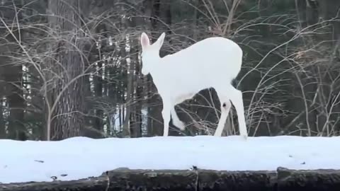 ❄️🦌 A Rare White Deer That Looks Like a Spirit | FeedMyCuriosity
