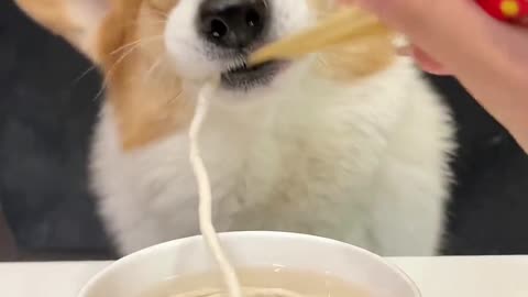 🍜"Corgi Slurping Noodles #asmr ! 🎧#dogeatingasmr #cuteanimals #FoodCrunchSounds