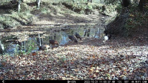 Seven Wild Turkeys