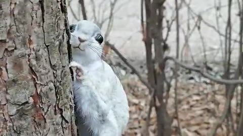 Japanese Flying Squirrel