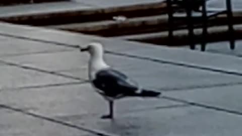 Seagull Boston Public Library