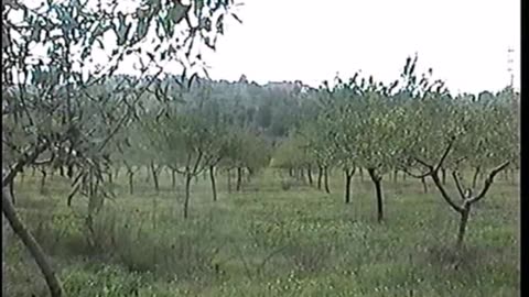 "Mallorca, I"- videoart, 2005