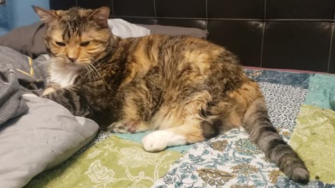 Adorable Cat's Perfect Sit & Cozy Nap!