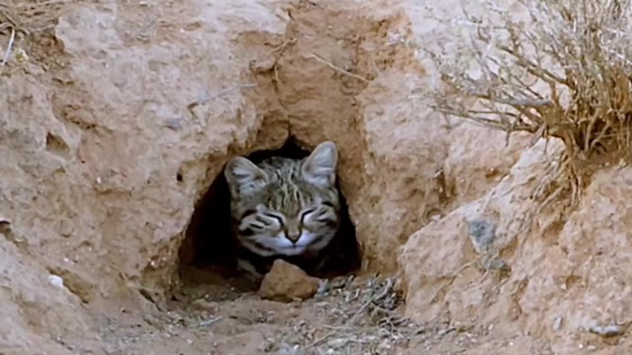 Black footed cats are small spotted cats found in parts of Africa known as one of the world’s deadly felines