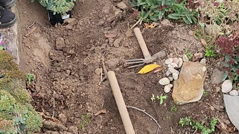 Dropping in a dozen Boutique Sedum into a confined Flower Bed