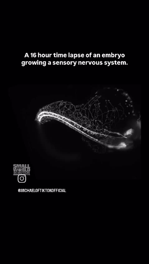 EMBRYO GROWING A SENSORY NERVOUS SYSTEM